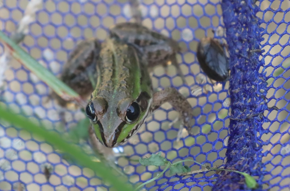 トウキョウダルマガエル_タガメの里 タガメの命をつなぐ用水路_2022年9月29日13時20分頃_気温29度